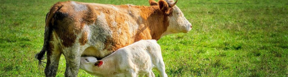 calf drinking from mother in green field