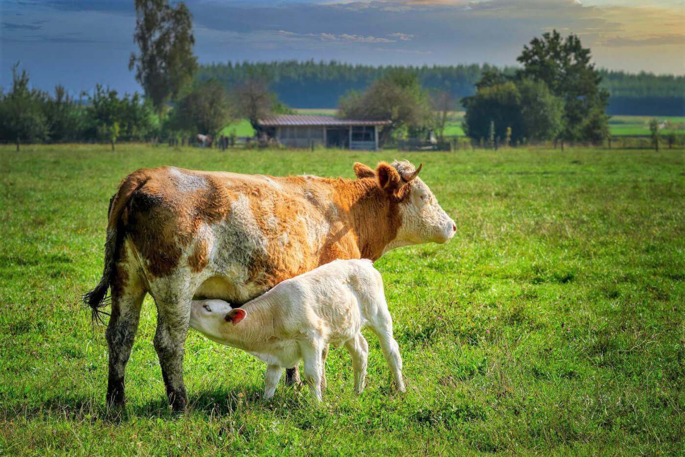 calf drinking from mother in green field