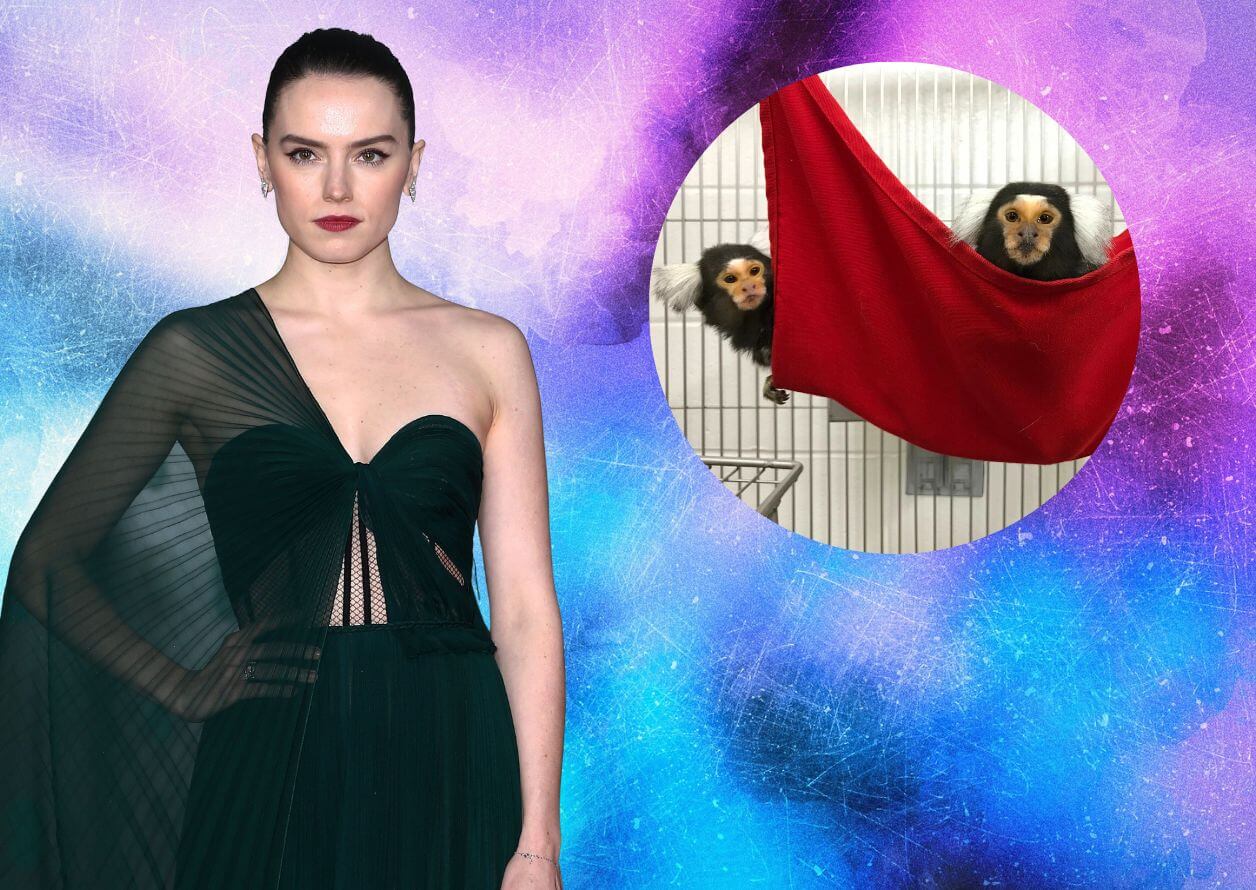 Daisy Ridley next to marmosets in cage