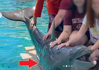 emaciated dolphin with visible ribs at miami seaquarium