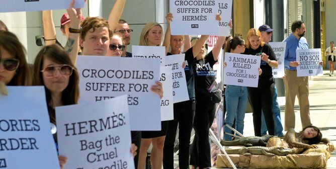 Join PETA’s Action Team to Help Animals