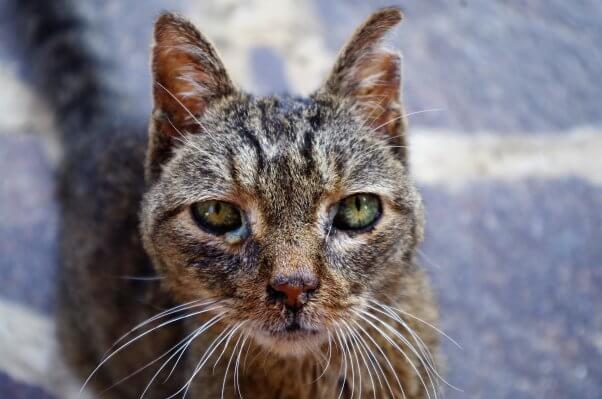 A brindle cat with an injured ear and swollen eyes looks into the camera