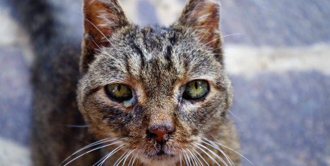 A brindle cat with an injured ear and swollen eyes looks into the camera