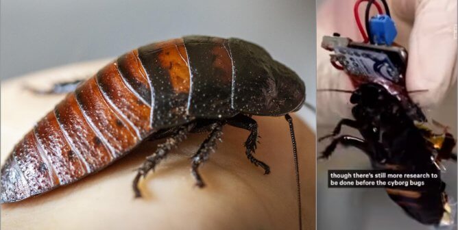 Creepy, Crawly, and Cruel: Japanese Experimenters Are Making Cyborg Cockroaches