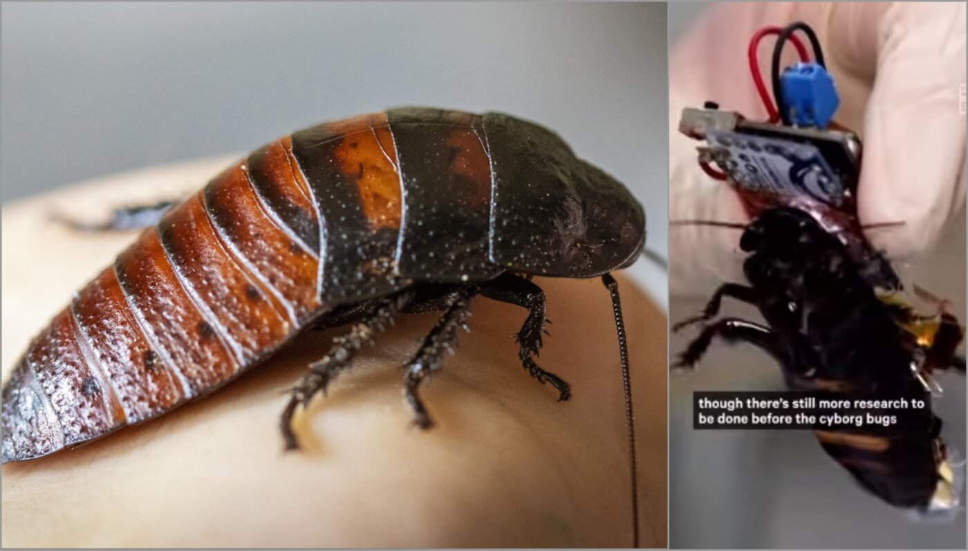 japan video shows cyborg cockroaches scaled VIDEO: Cruel Cyborg Cockroach Experiments in Japan