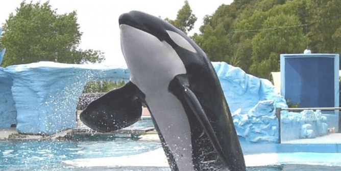 Kshamenk the Orca Has Been Imprisoned at Mundo Marino for 30 Years—Here’s What Has Happened to Other Orcas There