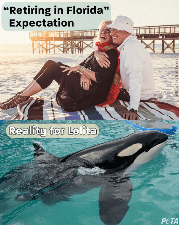 An image showing an older couple on a Florida beach and says Retiring in Florida Expectation and shows Lolita under that trapped in a tank at the Miami Seaquarium and says Reality for Lolita