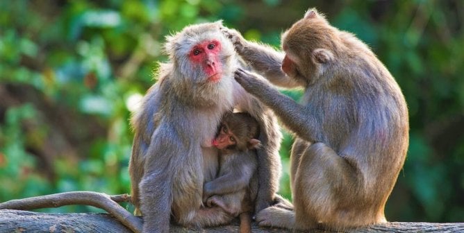 Rhesus macaque family on tree branch