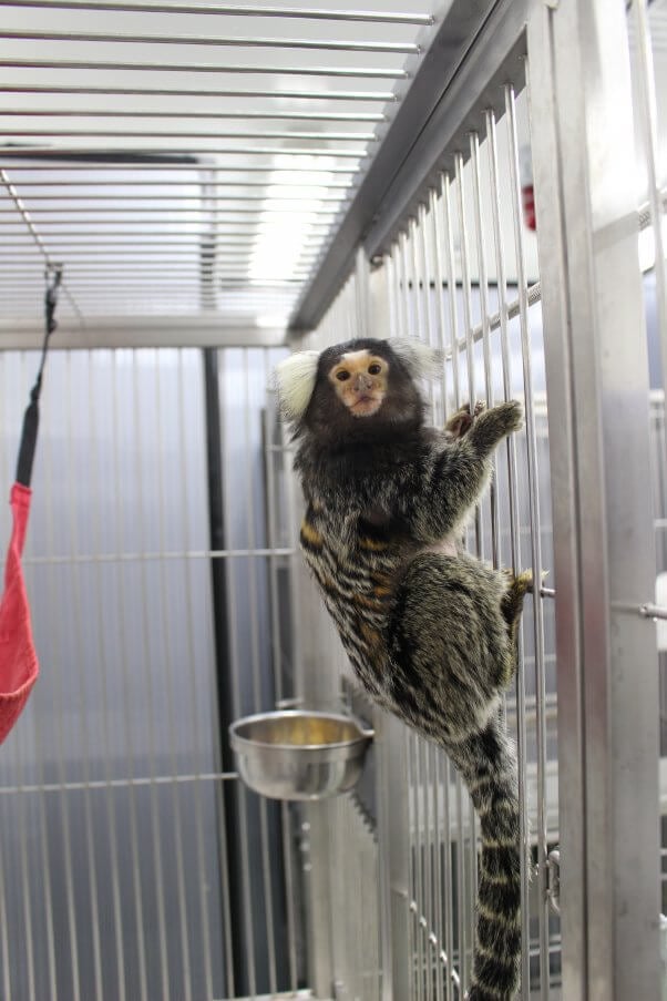 marmoset holds on to cage bars looking at camera