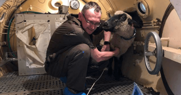 navy sheep experiment