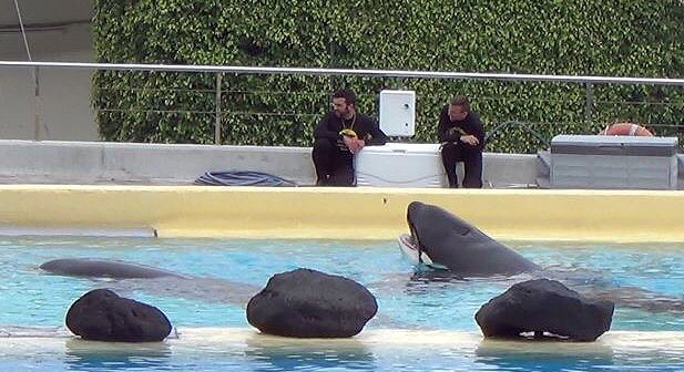 Kohana Is the Third Orca to Die at Spain’s Loro Parque in 18 Months