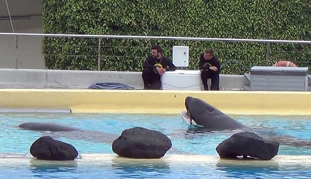 orca kohana at loro parque in spain