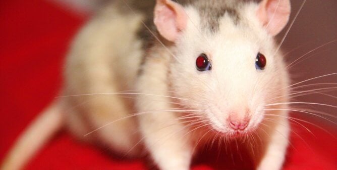 rat on red fabric