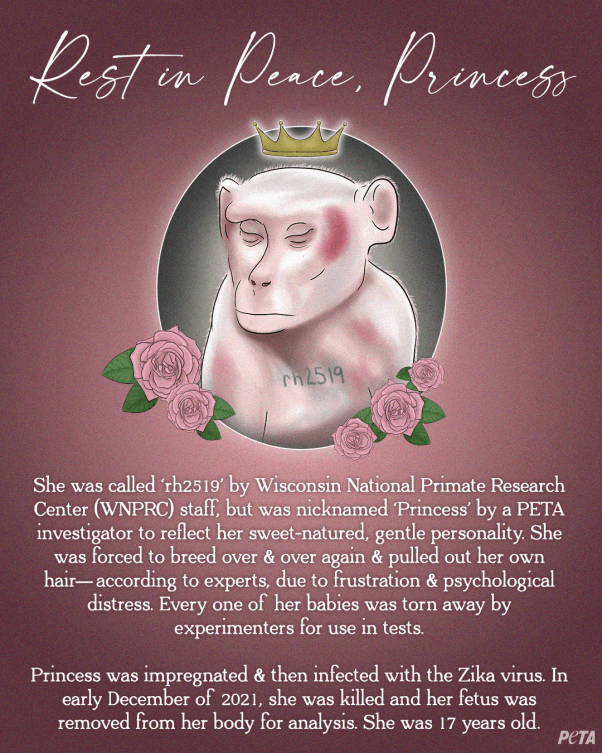 PETA RIP illustration for Princess' passing