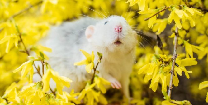 Win! Microbio Co. Ends Animal Tests on Health Foods After PETA Plea