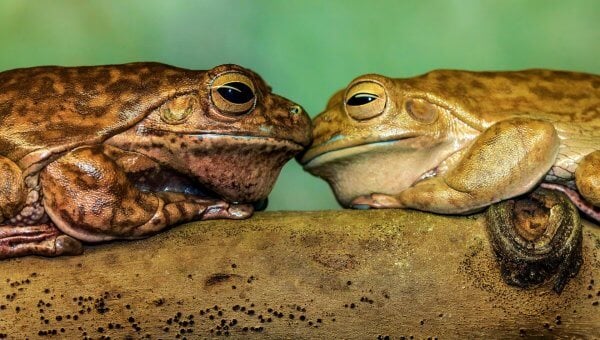 two frogs touching heads on tree branch with green backround