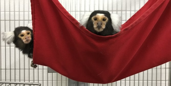 Two marmosets in red hammock in cage looking at camera