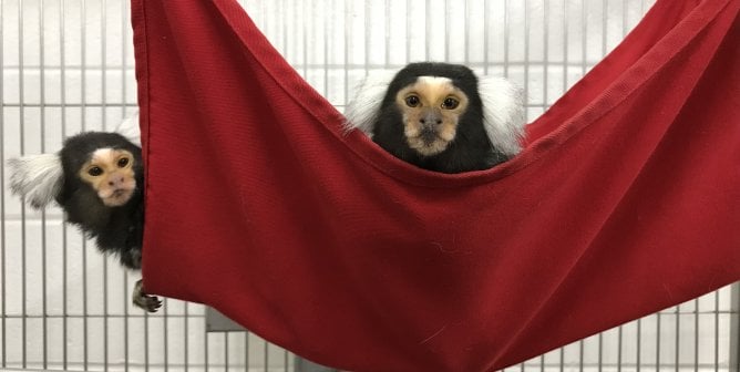 Two marmosets in red hammock in cage looking at camera