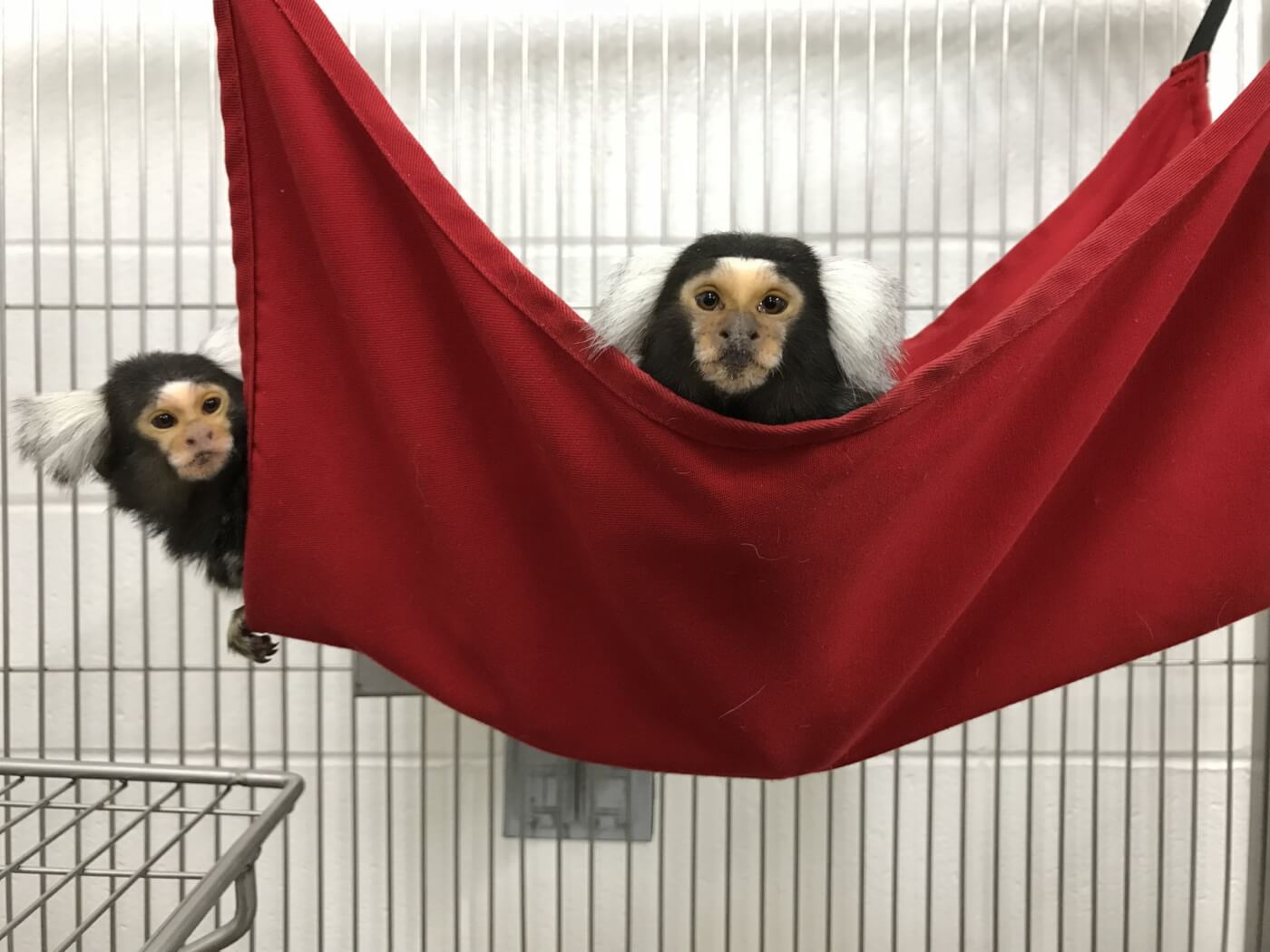 Two marmosets in red hammock in cage looking at camera