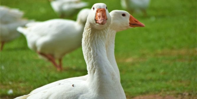 white geese in the grass
