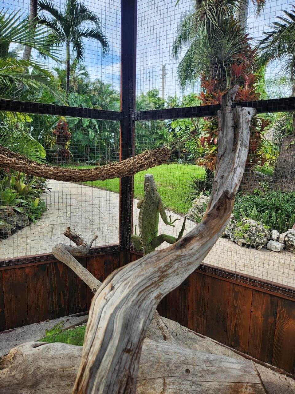 2022 10 12 SV 1801 Iguanas quarantine enclosure at Iguana Haven 2 PETA Rescues 65 Animals From Tri-State Zoological Park