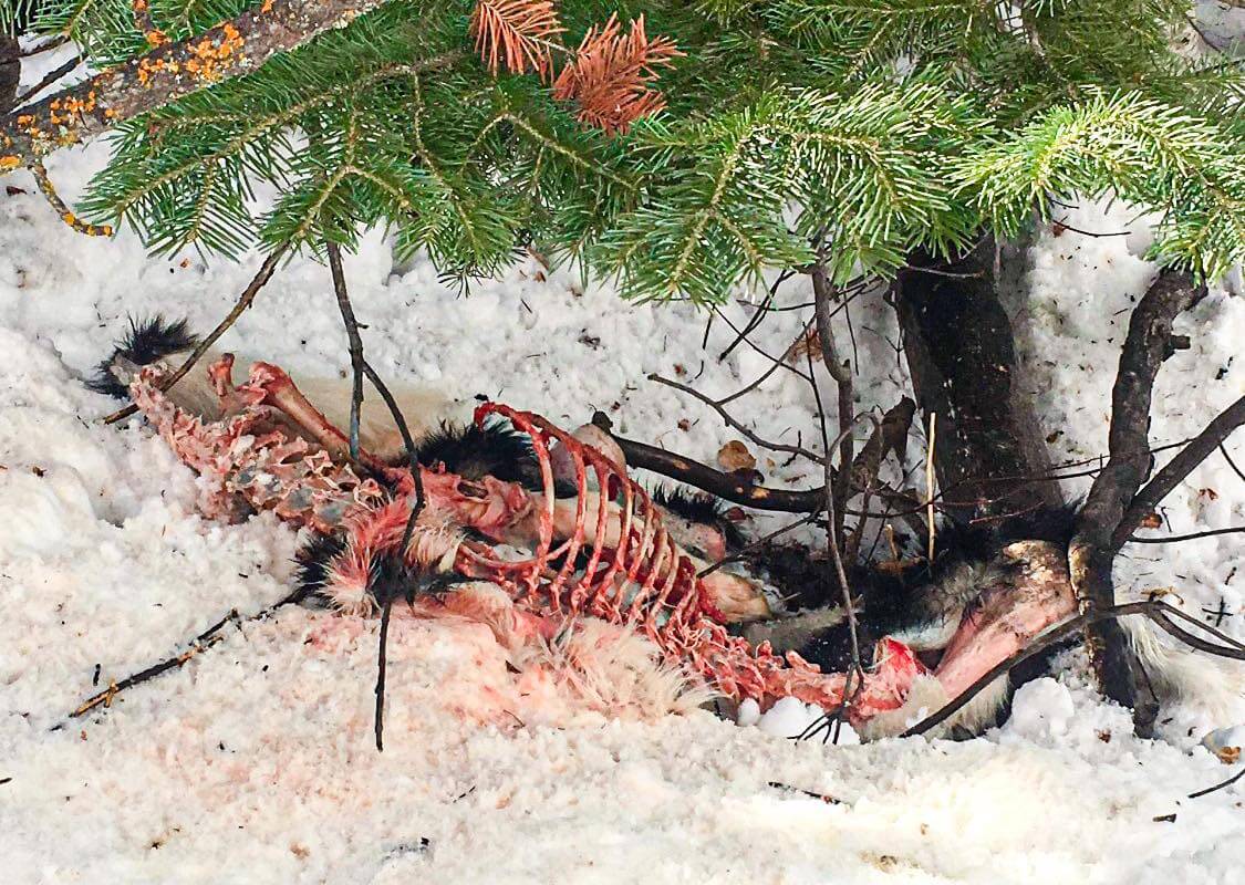 Skeletonized remains of a dog corpse laying in the snow by a tree.