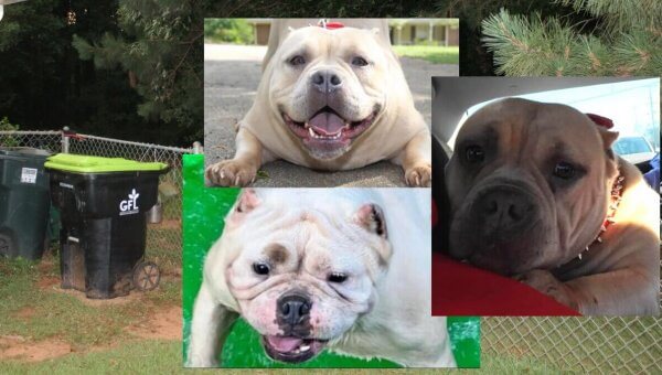 Demand Justice for Three Dogs Who Died of Heatstroke—Urge DA to File Charges!
