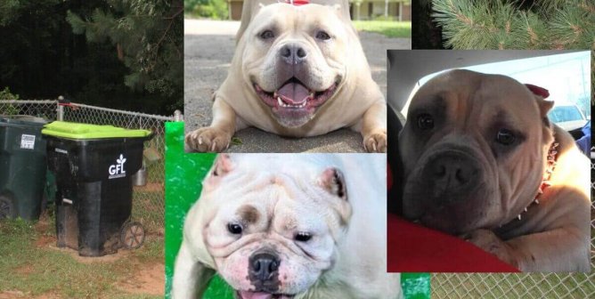 Rockdale Cruelty Case Is Closed, but PETA Will Continue to Work for Dogs