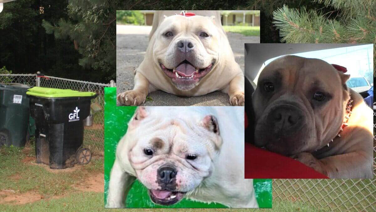 ACOM Eric Tolberts dogs nc ftc Eric Tolbert Charged With Cruelty After 3 Dogs Die in Heat