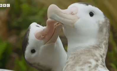 Video: Adorable Albatross Couple Shows Same-Sex Love in Animal Kingdom