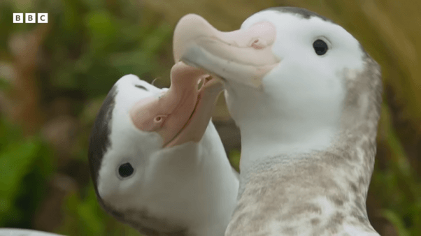 Gay Albatross couple engages in courtship behaviors, like nuzzling and nibbling one another's necks and faces.