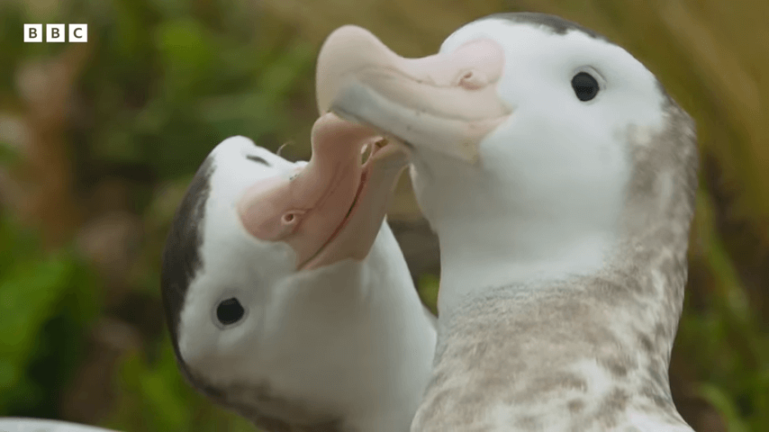 Albatross same sex couple Flock-Blocked Albatross Finds Love With Another Male
