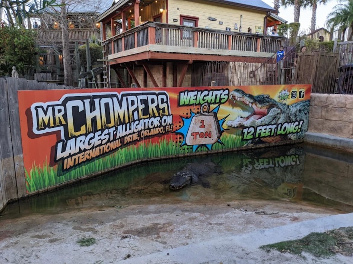 alligator at gator golf adventure park in orlando