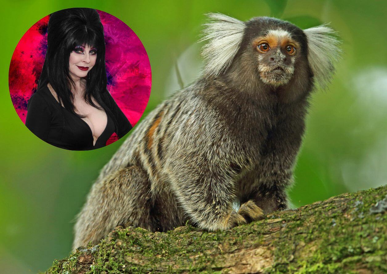 elvira in circle with pink colors and marmoset on tree branch