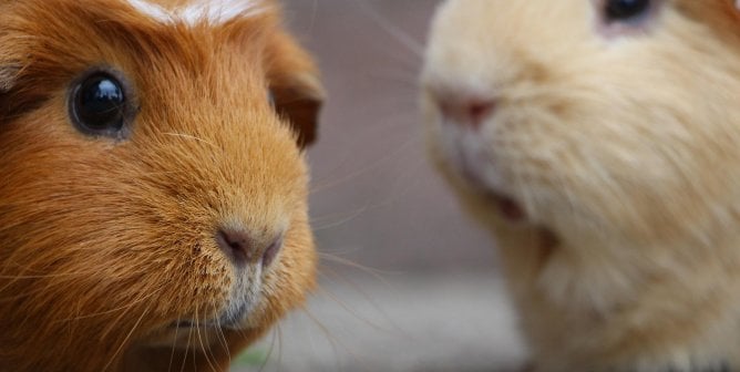 PETA Tip Leads to Cruelty-to-Animals Charges for Guinea Pig Breeder