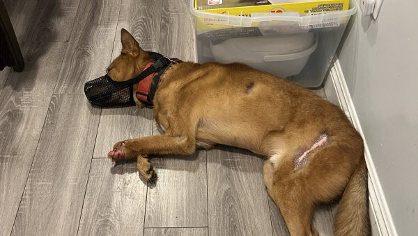 Dog With Severed Foot in Los Angeles—Demand Answers!