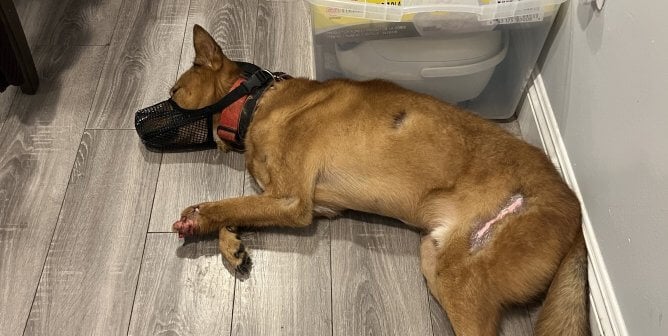 Dog With Severed Foot in Los Angeles—Demand Answers!