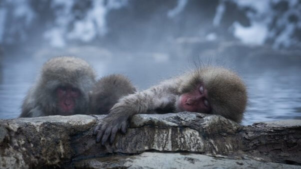 Japanese Macaques unsplash free to use 1000x563 1 Flock-Blocked Albatross Finds Love With Another Male