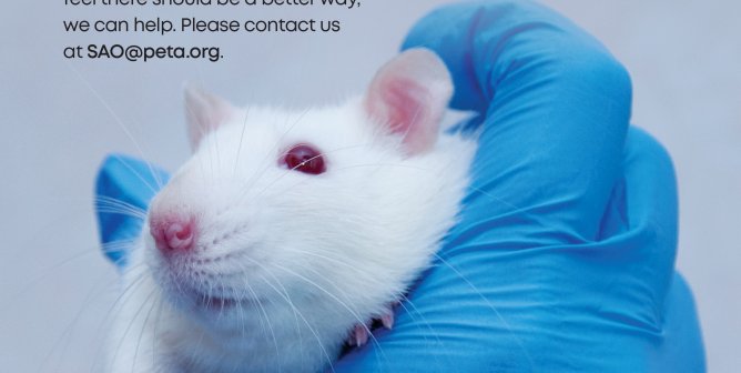 Feeling Pressured To Experiment On Animals?