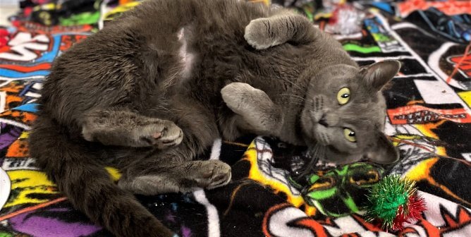 Career Cat Hopes to Hang Up Hard Hat and Work From Home—Maybe Yours?