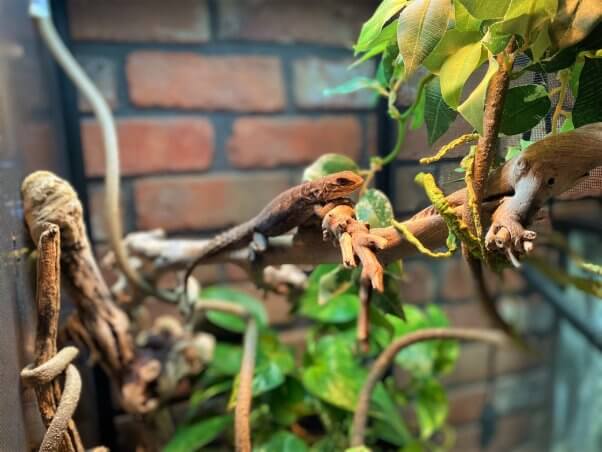 Spiny-tailed Iguana Miora at CO Reptile Humane Society