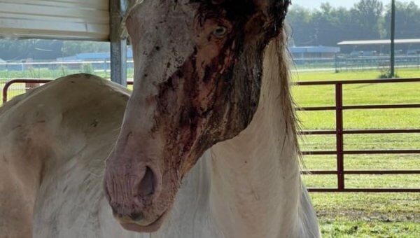 A Horse Suffered From a Massive Wound for Years—Have Police Pushed the Case Aside?