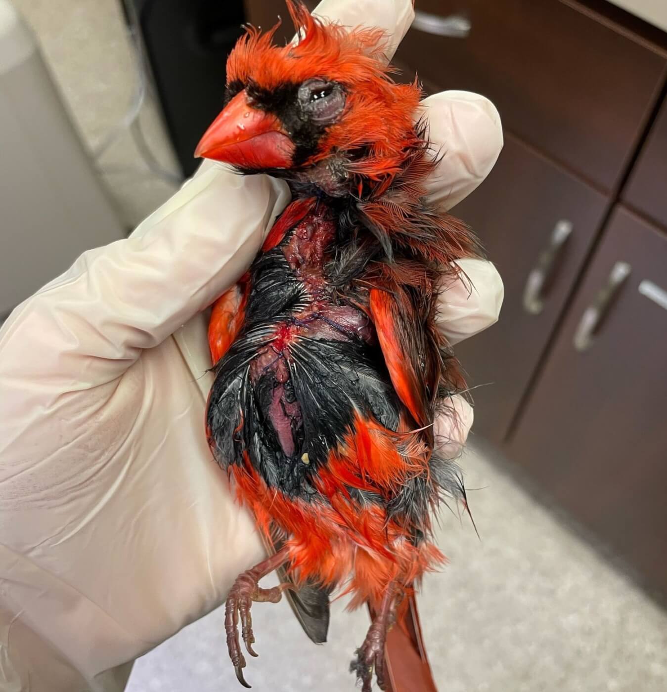 dead cardinal killed by feral cats