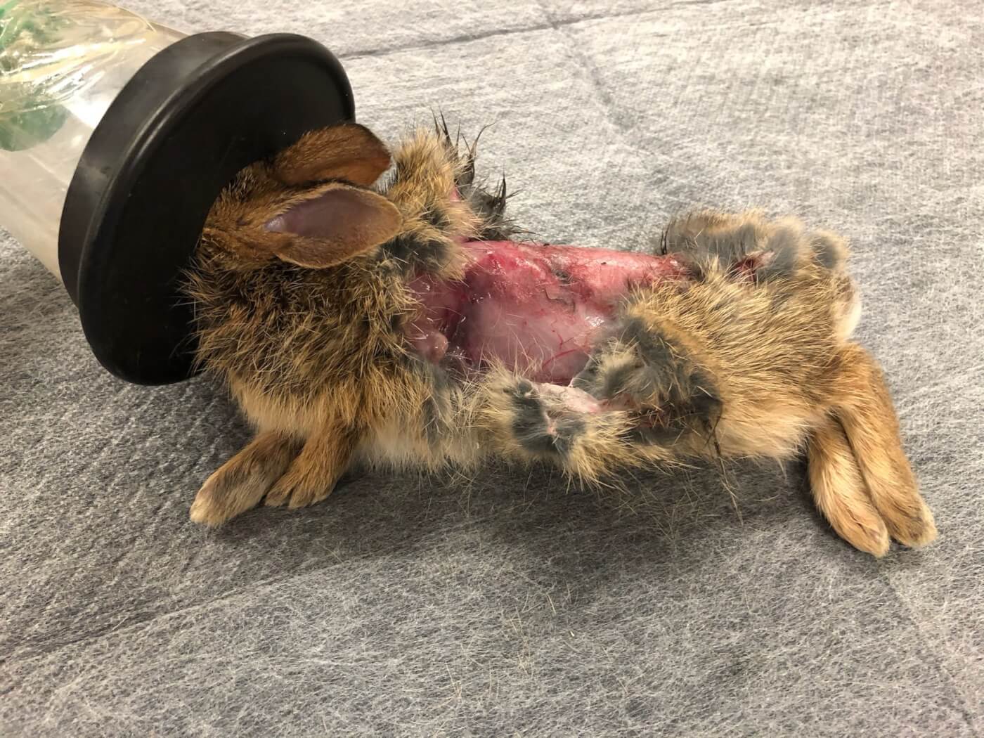 Rabbit skinned alive by outdoor cats