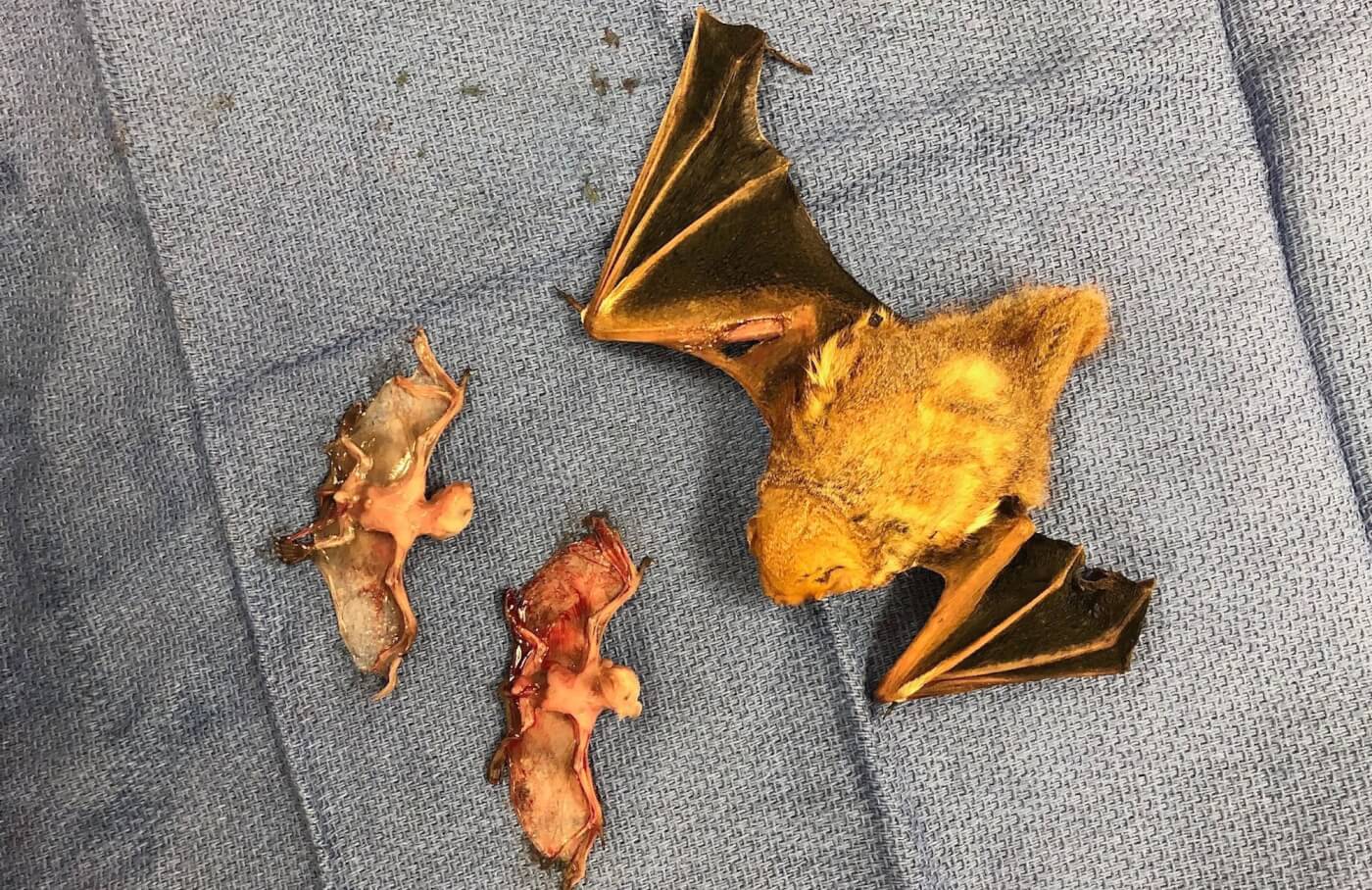 Three dead bats who were victims of outdoor cats