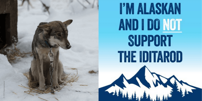 Alaskans: Denounce the Iditarod With These FREE Stickers, Signs, and Leaflets