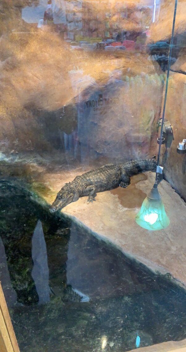 alligator in small enclosure at Gatorland Pigeon Forge