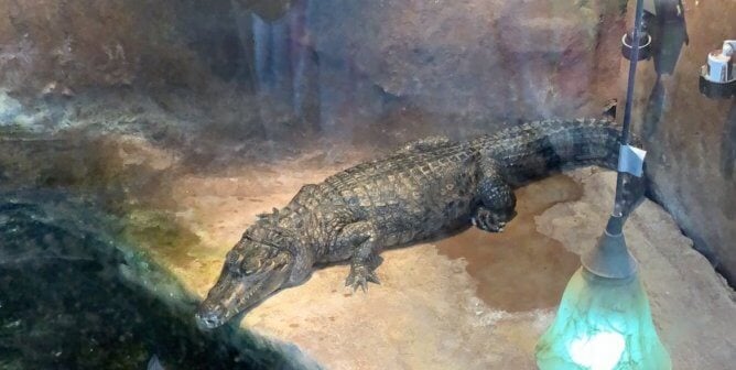 alligator in small enclosure at Gatorland Pigeon Forge