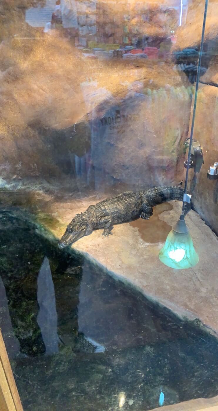 alligator in small enclosure at Gatorland Pigeon Forge