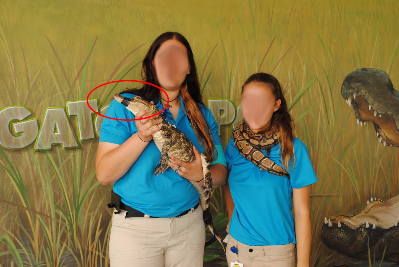 alligators mouth taped shut gator spot orlando
